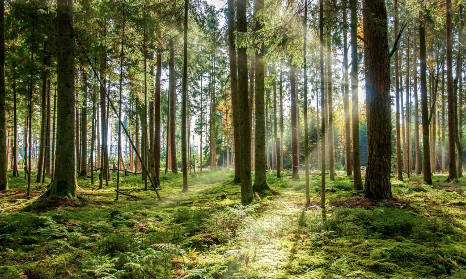 Vähennä ympäristövaikutuksia kestävillä pakkauksilla